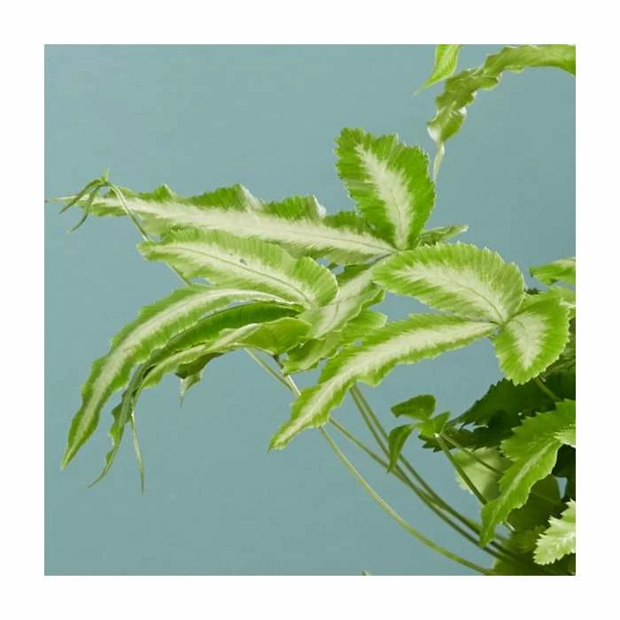 15-20cm Ribbon Fern | Pteris Cretica 'Mayi' | 9cm Pot - Image 2