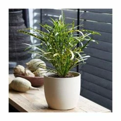 Croton | Codiaeum 'Pictum'
