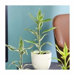 Lucky Bamboo | Dracaena sanderiana 'Victory'