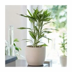 Lucky Bamboo | Dracaena sanderiana 'White Stripe'