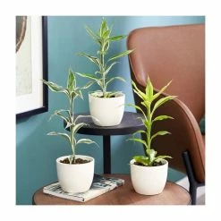 Dracaena Collection By Plant Theory | 25-35cm Victory, Yellow Gold & White Stripe Dracaenas | 3x 9cm Pots