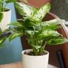 Dieffenbachia 'Camilla' | Leopard Plant