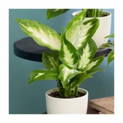 Dieffenbachia 'Compacta' | Leopard Plant