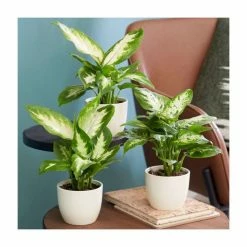 Dieffenbachia Collection By Plant Theory | 25-35cm Camilla & Compacta Diffenbachias | 3x 9cm Pots