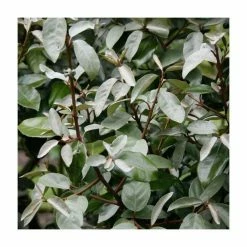 20cm Elaeagnus ebbingei | 9cm Pot