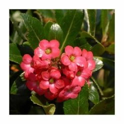 30cm Red Escallonia 'Rubra Macrantha' | 9cm Pot