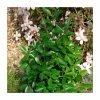 20cm Euonymus japonicus 'Green Millenium' | 9cm Pot