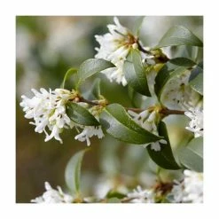 20cm Osmanthus burkwoodii | 9cm Pot