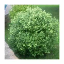 20cm Pittosporum tenuifolium | 9cm Pot