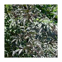 20cm Sambucus nigra 'Black Beauty' | Black Elder | 9cm Pot