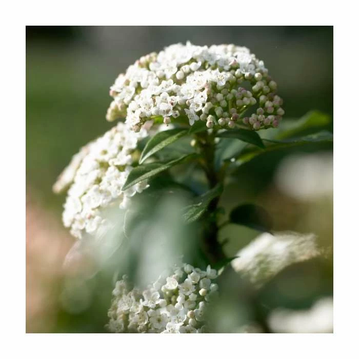 20cm Viburnum tinus | Laurustinus | 9cm Pot