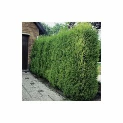 30cm Leyland Cypress | Cupressus leylandii | 9cm Pot