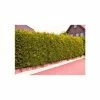 30cm Leyland Cypress | Cupressus leylandii 'Castlewellan Gold' | 9cm Pot