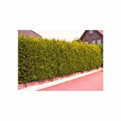 30cm Leyland Cypress | Cupressus leylandii 'Castlewellan Gold' | 9cm Pot