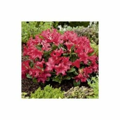 15cm Rhododendron 'Scarlet Wonder' | 9cm Pot
