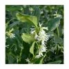 15cm Christmas Box | Sarcococca Confusa | 9cm Pot