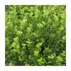 15cm Box | Buxus sempervirens | 9cm Pot