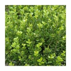 15cm Box | Buxus sempervirens | 9cm Pot