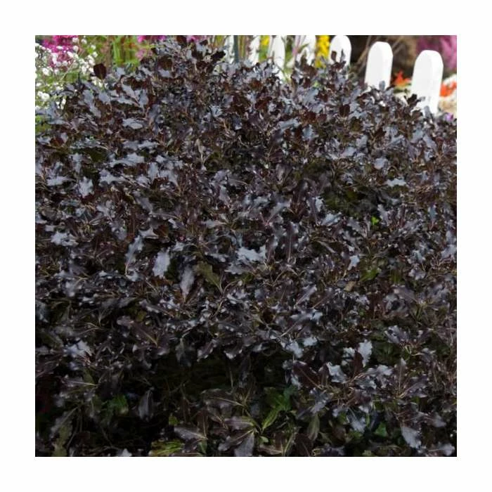 15 - 20cm Pittosporum tenuifolium 'Tom Thumb' | 9cm Pot