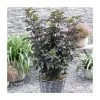 5 x 15 - 20cm Sambucus nigra 'Black Tower' | 9cm Pots