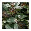 5 x 15 - 20cm Viburnum davidii Plants | 9cm Pots