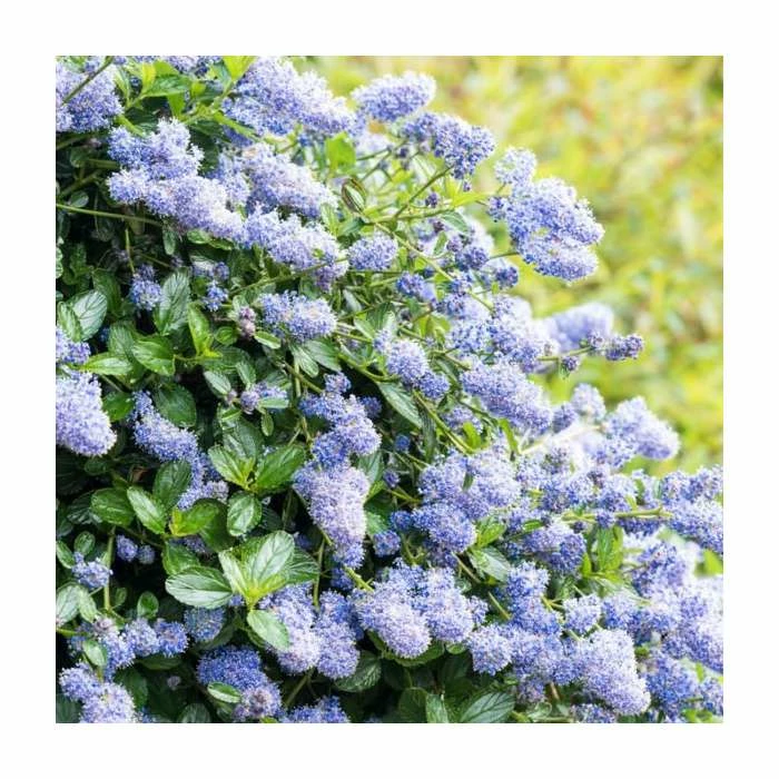 10 - 15cm Ceonothus thyrsiflorus 'Skylark' | Californian Lilac | 9cm Pot