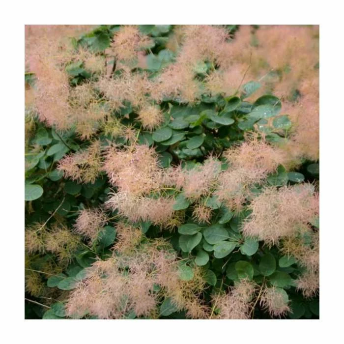 15 - 20cm Cotinus coggygria 'Purpureus' | Smoke Tree | 9cm Pot