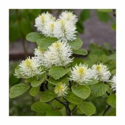 10 - 15cm Fothergilla major | Mountain Witch Alder | 9cm Pot
