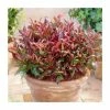15 - 20cm Leucothoe walteri 'Firestar' | 9cm Pot