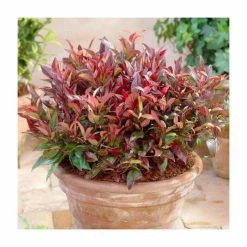 15 - 20cm Leucothoe walteri 'Firestar' | 9cm Pot