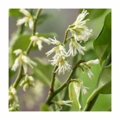 10 - 15cm Sarcococca ruscifolia | Fragrant Sweet Box | 9cm Pot