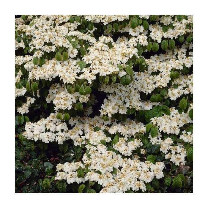 10 - 15cm Viburnum plicatum 'Shasta' | 9cm Pot - Image 2