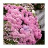10 - 15cm Hydrangea macrophylla DOLCE (R) FRANCE | 9cm Pot