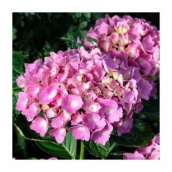 10 - 15cm Hydrangea macrophylla 'Julisa' | 9cm Pot