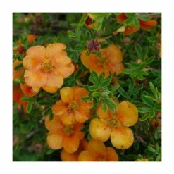 10 - 15cm Potentilla fruticosa 'Orang'issima' | 9cm Pot
