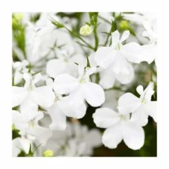 Lobelia 'White Star' | 9cm Pot