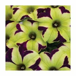 Petunia Crazytunia 'Knight Rider' | 9cm Pot