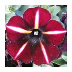 Petunia Prettyoonia 'Black Cherry Stripes' | 9cm Pot