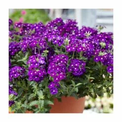 Verbena Vera 'Purple' | 9cm Pot