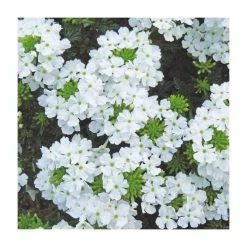 Verbena Vera 'White Improved' | 9cm Pot