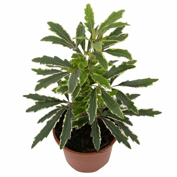 17cm Variegated False Aralia | Dizygotheca elegantissima 'Bianca' | 9cm Pot - Image 3