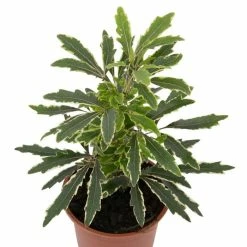 17cm Variegated False Aralia | Dizygotheca elegantissima 'Bianca' | 9cm Pot