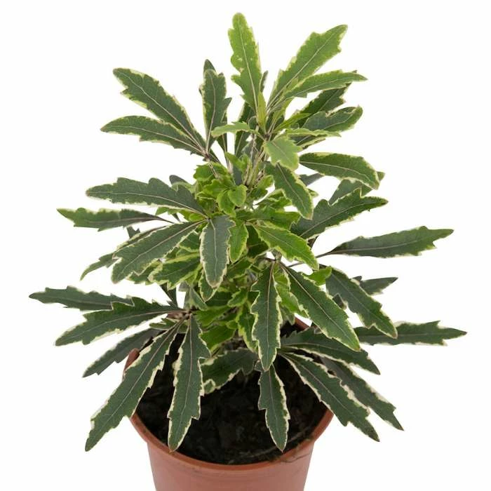 17cm Variegated False Aralia | Dizygotheca elegantissima 'Bianca' | 9cm Pot - Image 4
