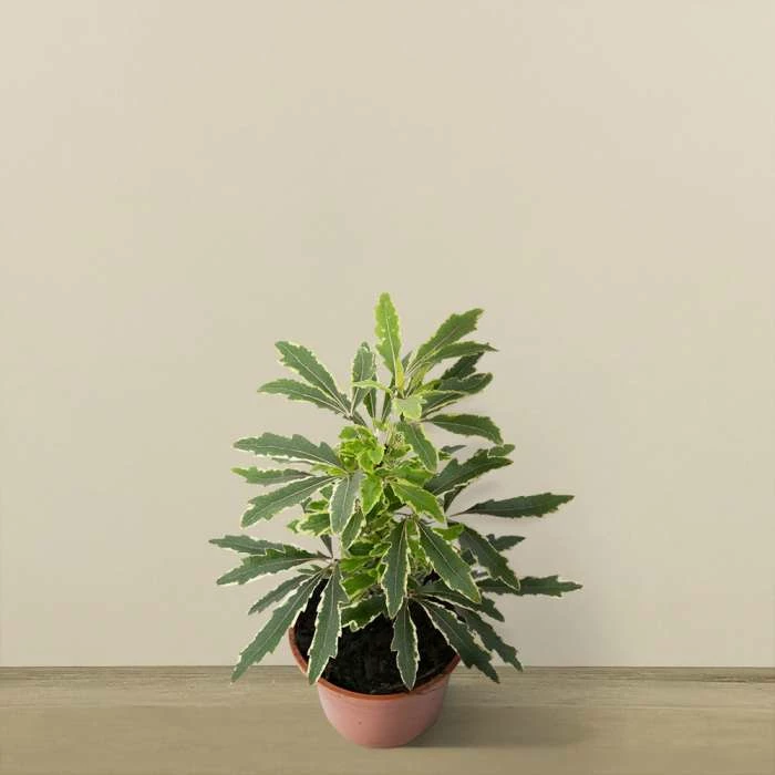 17cm Variegated False Aralia | Dizygotheca elegantissima 'Bianca' | 9cm Pot - Image 2