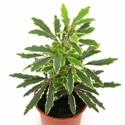 17cm False Aralia | Dizygotheca elegantissima 'Casta' | 9cm Pot