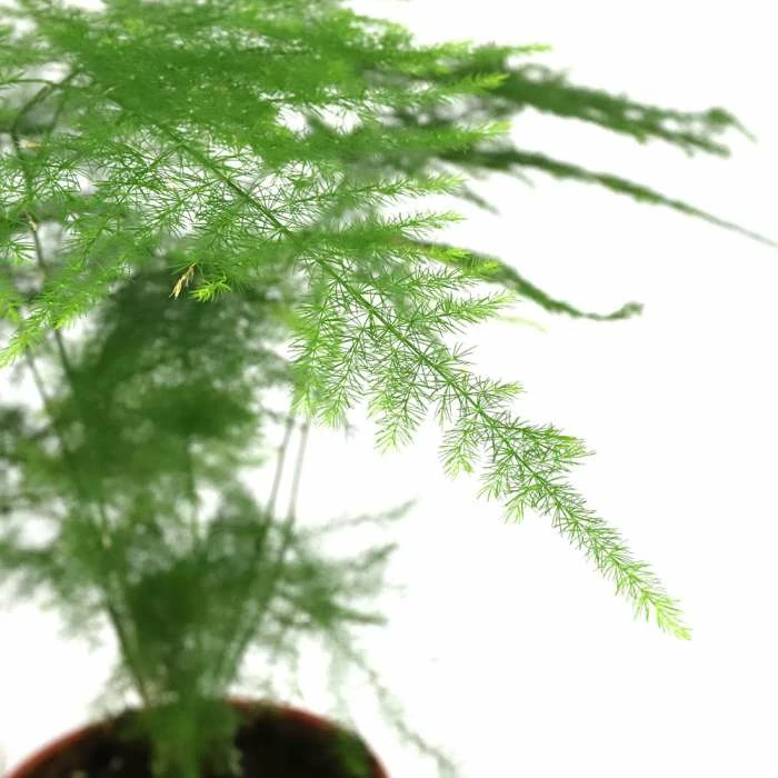 15cm Asparagus plumosus | Lace Fern | 9cm Pot - Image 2