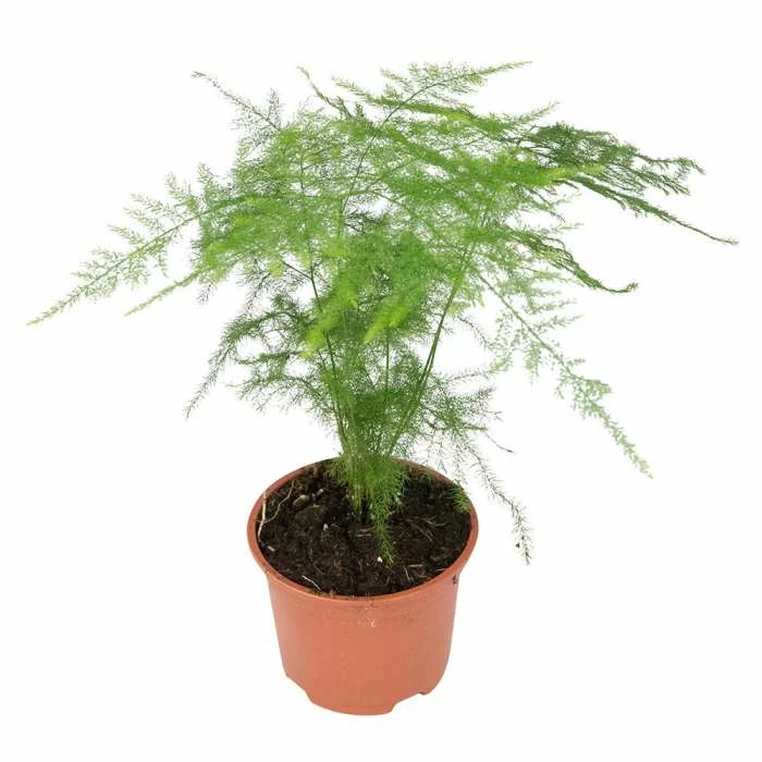 15cm Asparagus plumosus | Lace Fern | 9cm Pot