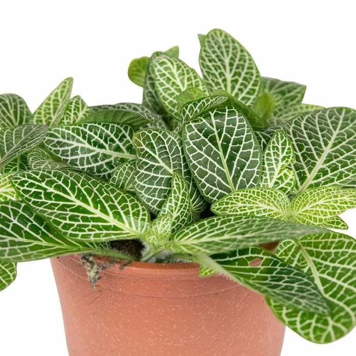 10cm Fittonia Verschaffeltii | Nerve Plant | 9cm Pot - Image 3