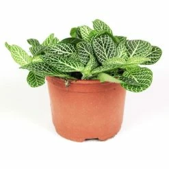 10cm Fittonia Verschaffeltii | Nerve Plant | 9cm Pot