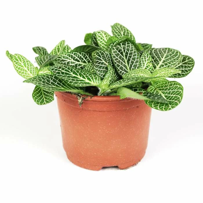 10cm Fittonia Verschaffeltii | Nerve Plant | 9cm Pot